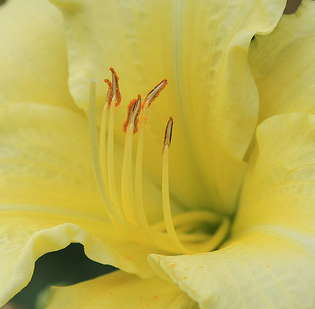 Hemerocallis
