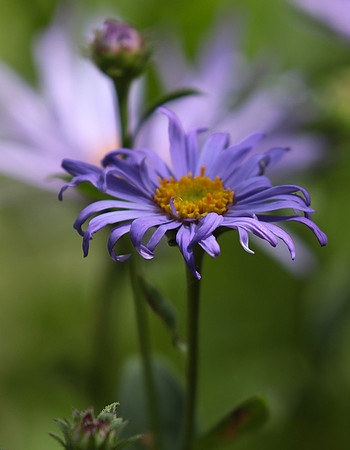 Aster Frikartii