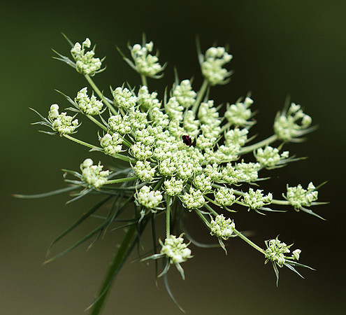 Wild flower