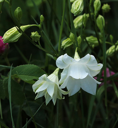 Campanula