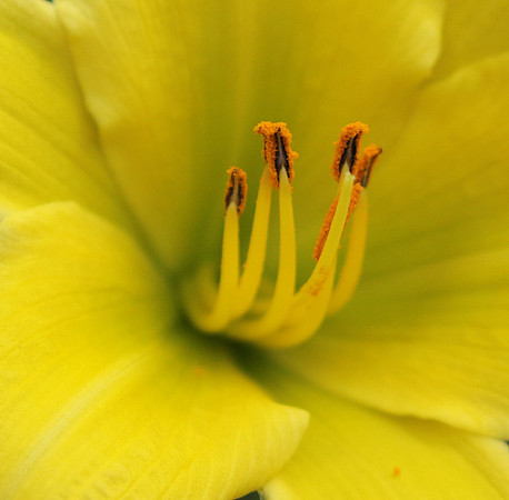 Hemerocallis