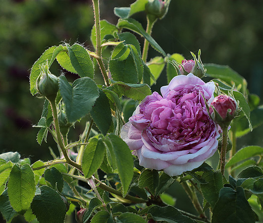 Rose "aimable amie"