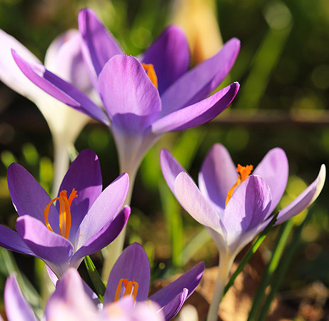 Crocus