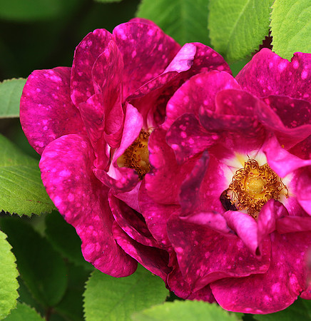 Rose "Alain Blanchard"