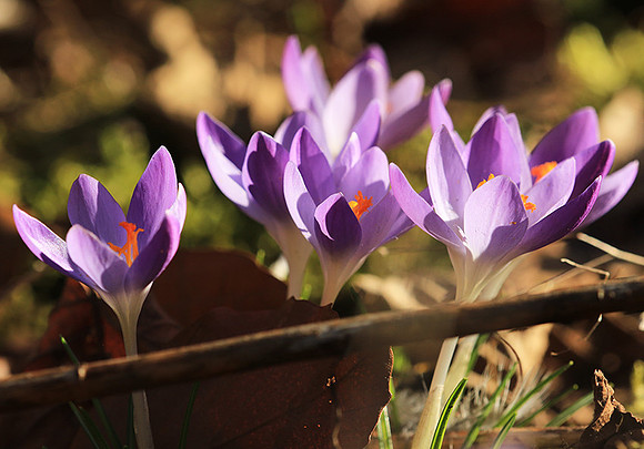 Crocus