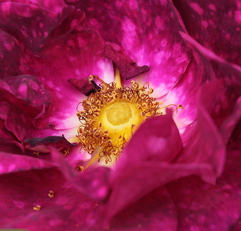 Rose "Alain Blanchard"