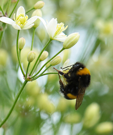 Clematis recta