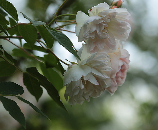 Rose "Apple Blossom"