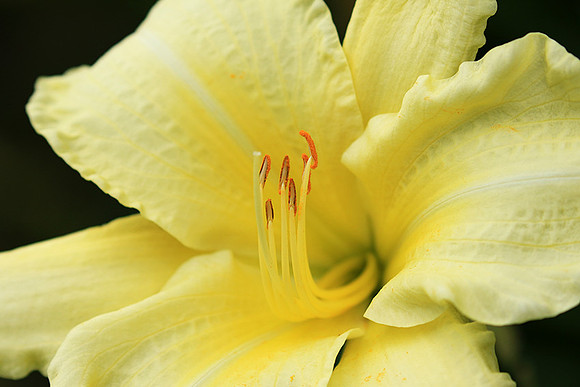 Hemerocallis