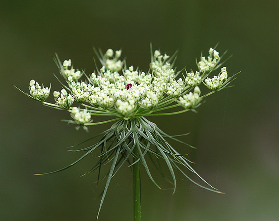 Wild flower