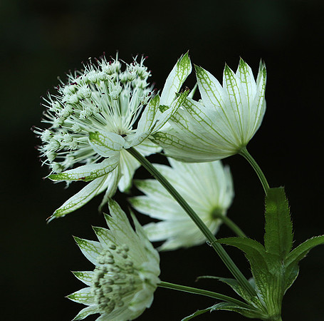Astrantia