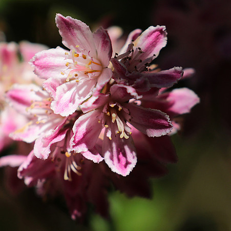 Deutzia perle rose