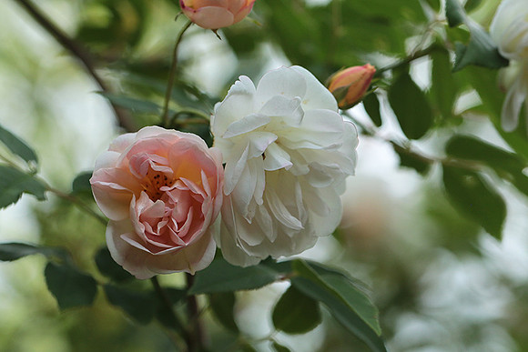 Rose "Apple Blossom"