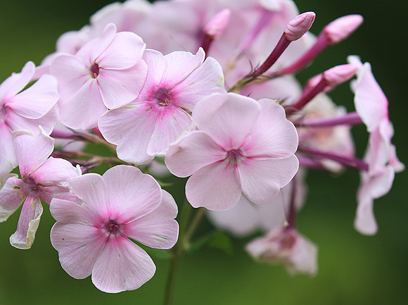 Phlox