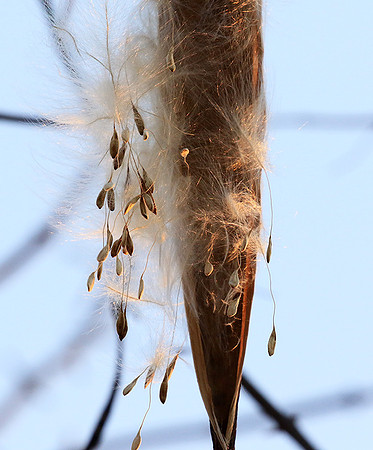 Flower seeds - Zimbabwe