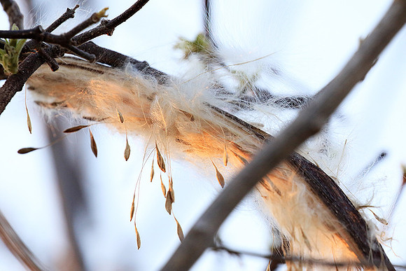 Flower seeds - Zimbabwe