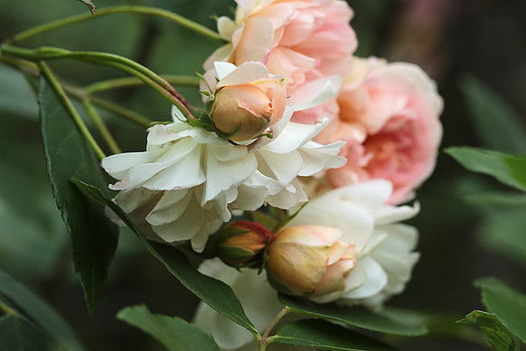 Rose "Apple Blossom"