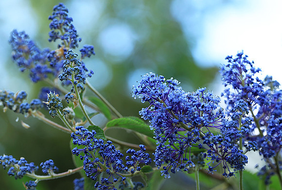 Ceanothus Gloire de Versailles