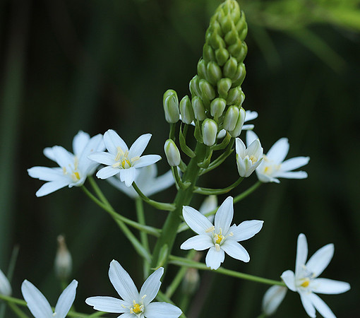 Ornithogalum