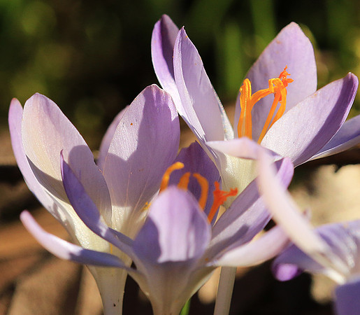 Crocus