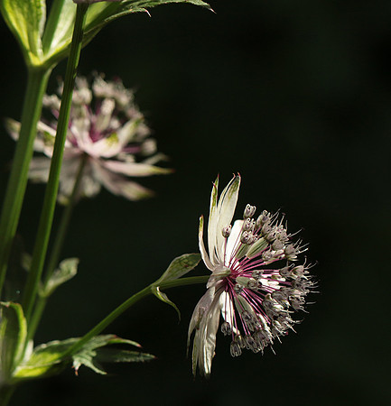 Astrantia