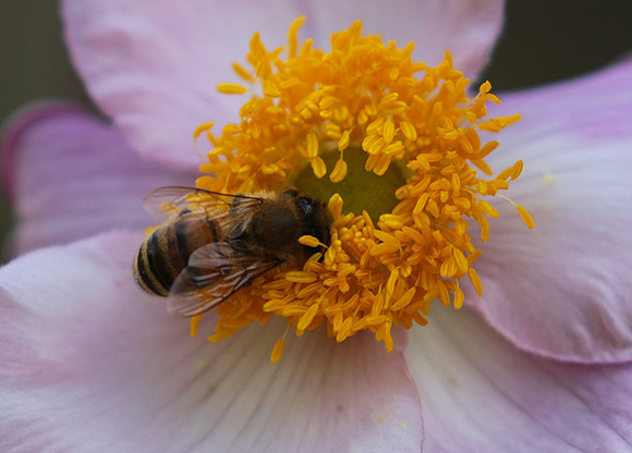 Anemona japonica