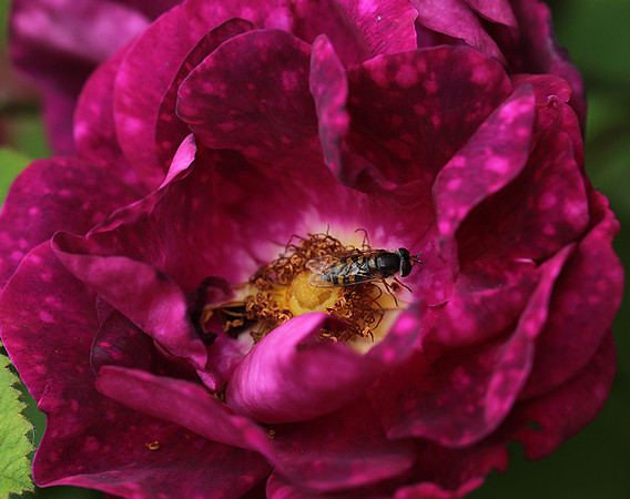 Rose "Alain Blanchard"