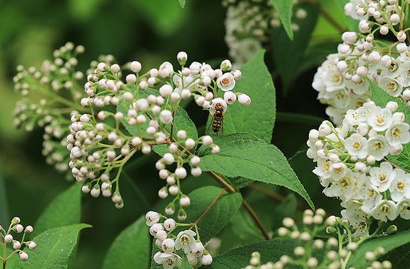Deutzia compacta