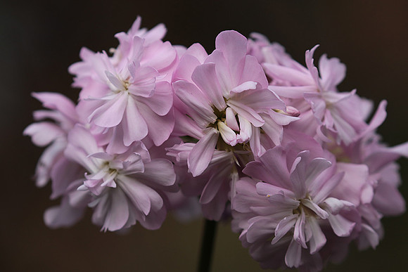 Saponaria