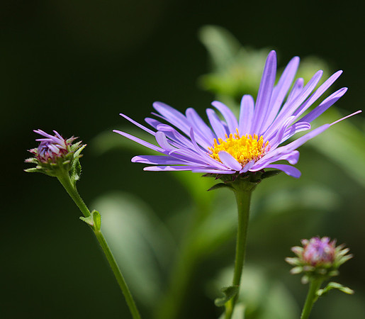 Aster Frikartii