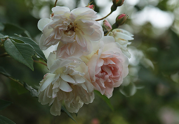 Rose "Apple Blossom"