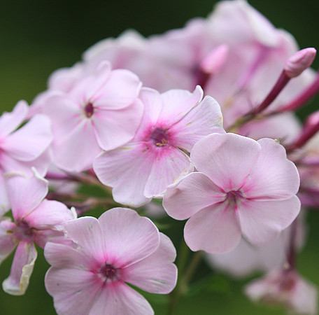 Phlox