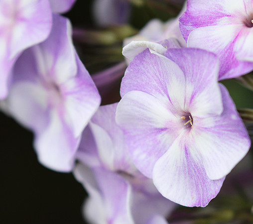 Phlox