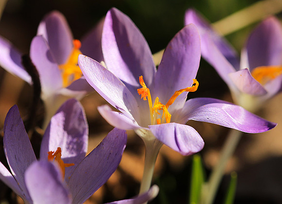 Crocus