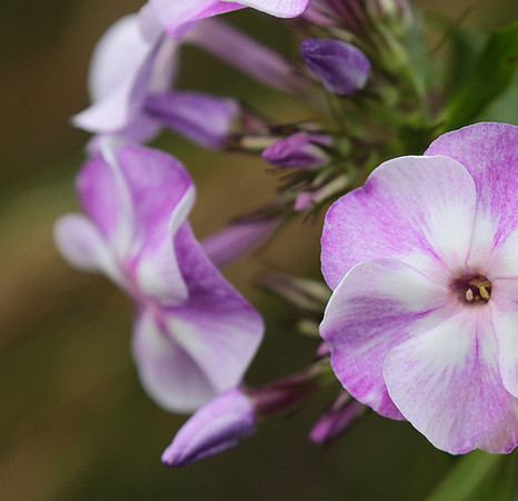 Phlox