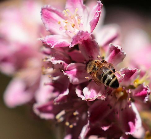 Deutzia perle rose