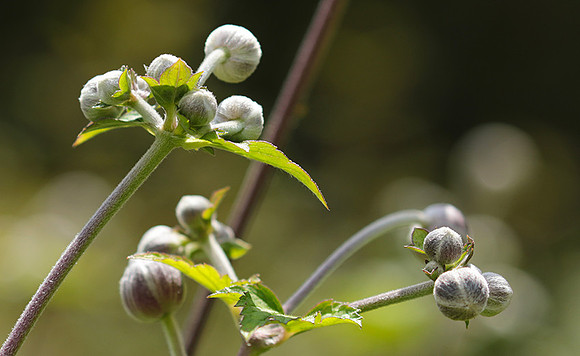 Anemona japonica