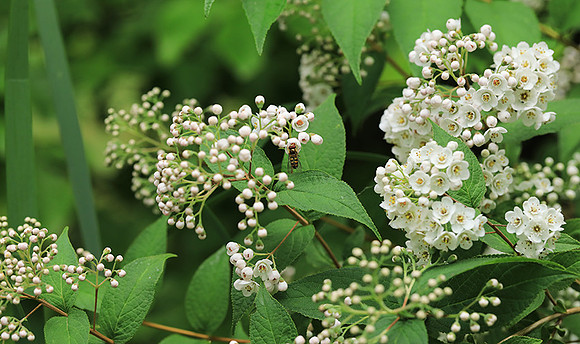 Deutzia compacta