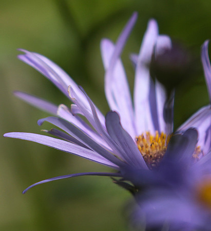 Aster Frikartii