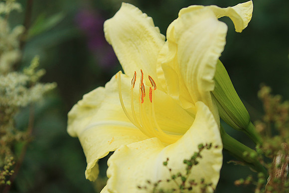 Hemerocallis
