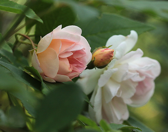 Rose "Apple Blossom"