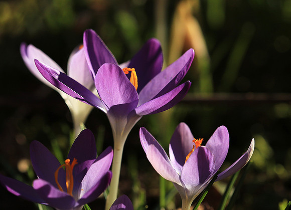 Crocus