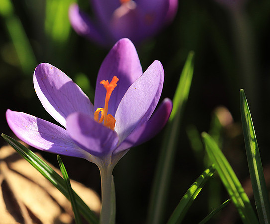 Crocus