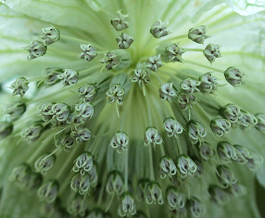 Astrantia