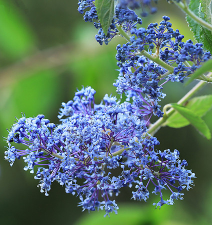 Ceanothus Gloire de Versailles