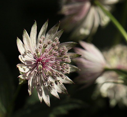 Astrantia