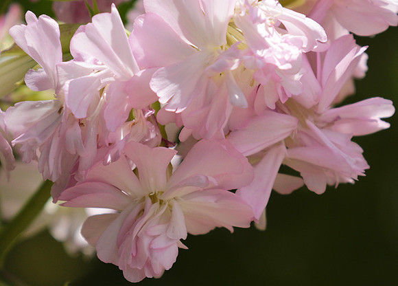 Saponaria