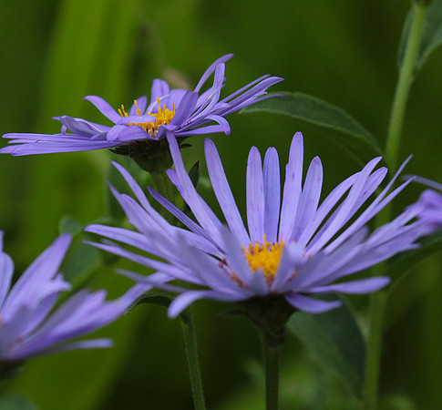 Aster Frikartii