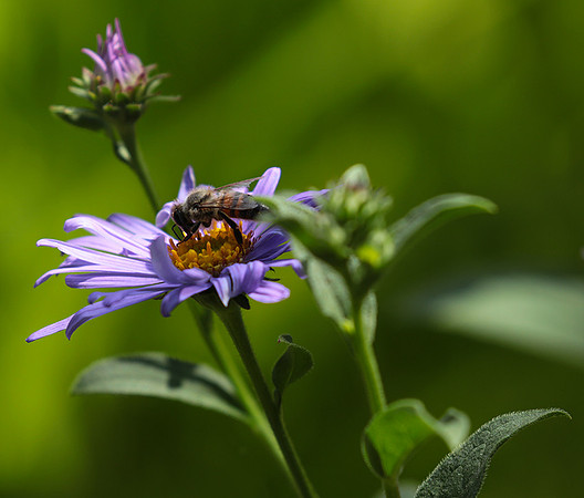Aster Frikartii