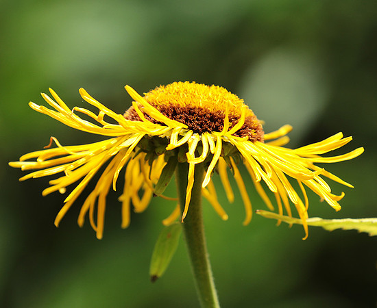 Inula